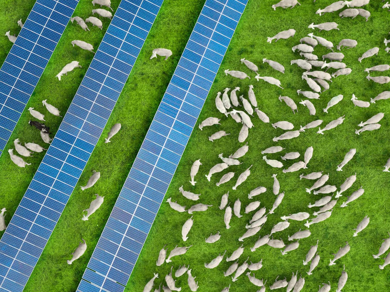 Agrivoltaïsme sur élevage ovin avec panneaux solaires